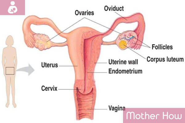 Uterus-Anatomy
