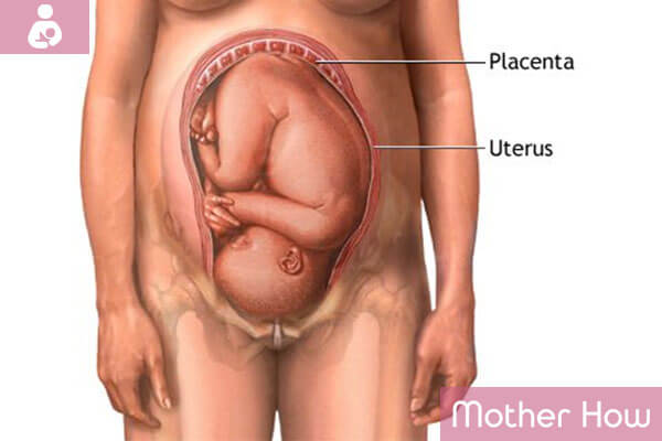 Human-Placenta